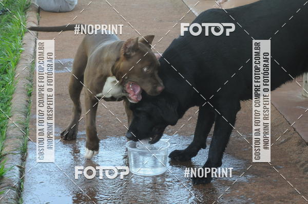 Buy your photos of the eventEnsaio Fotografico Pets - LuClickPets - Fotografia de Animais on Fotop