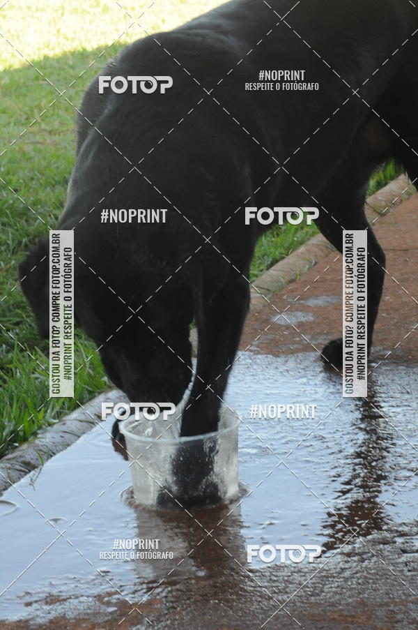 Buy your photos of the eventEnsaio Fotografico Pets - LuClickPets - Fotografia de Animais on Fotop