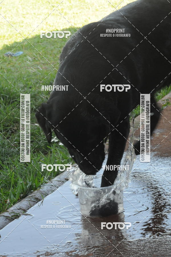 Buy your photos of the eventEnsaio Fotografico Pets - LuClickPets - Fotografia de Animais on Fotop