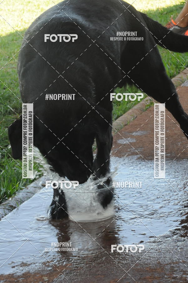 Buy your photos of the eventEnsaio Fotografico Pets - LuClickPets - Fotografia de Animais on Fotop