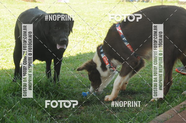 Buy your photos of the eventEnsaio Fotografico Pets - LuClickPets - Fotografia de Animais on Fotop