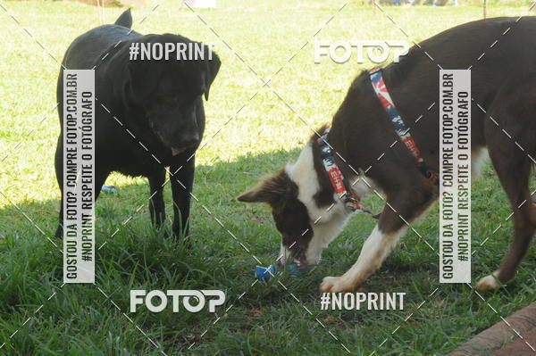 Buy your photos of the eventEnsaio Fotografico Pets - LuClickPets - Fotografia de Animais on Fotop