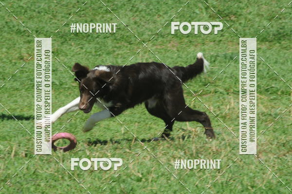 Buy your photos of the eventEnsaio Fotografico Pets - LuClickPets - Fotografia de Animais on Fotop