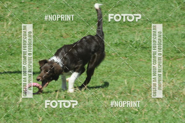 Buy your photos of the eventEnsaio Fotografico Pets - LuClickPets - Fotografia de Animais on Fotop