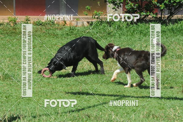 Buy your photos of the eventEnsaio Fotografico Pets - LuClickPets - Fotografia de Animais on Fotop