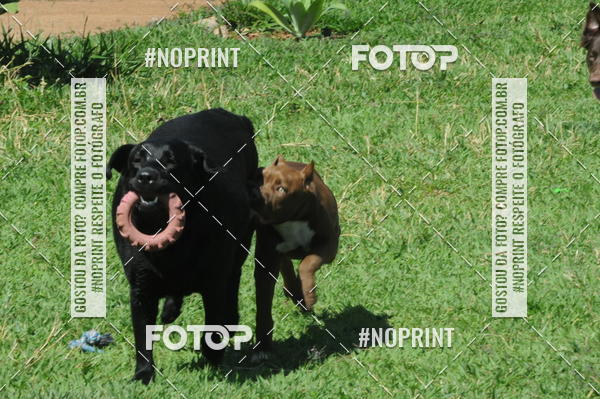 Buy your photos of the eventEnsaio Fotografico Pets - LuClickPets - Fotografia de Animais on Fotop