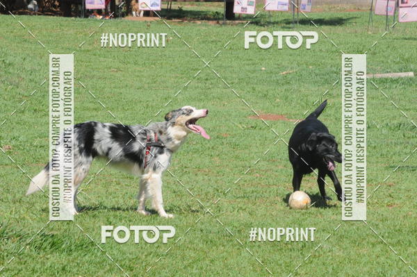 Buy your photos of the eventEnsaio Fotografico Pets - LuClickPets - Fotografia de Animais on Fotop