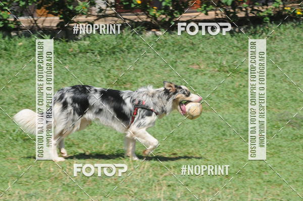 Buy your photos of the eventEnsaio Fotografico Pets - LuClickPets - Fotografia de Animais on Fotop