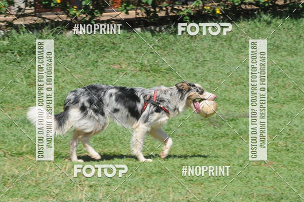 Buy your photos of the eventEnsaio Fotografico Pets - LuClickPets - Fotografia de Animais on Fotop