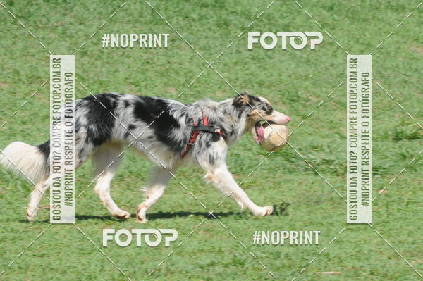 Buy your photos of the eventEnsaio Fotografico Pets - LuClickPets - Fotografia de Animais on Fotop