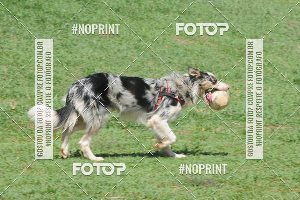 Buy your photos of the eventEnsaio Fotografico Pets - LuClickPets - Fotografia de Animais on Fotop