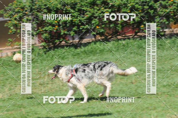 Buy your photos of the eventEnsaio Fotografico Pets - LuClickPets - Fotografia de Animais on Fotop