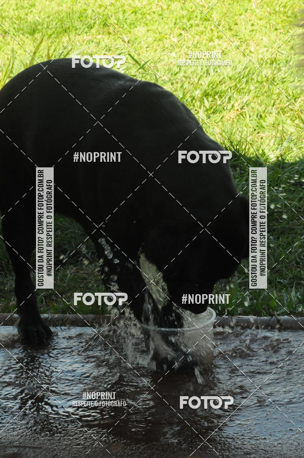 Buy your photos of the eventEnsaio Fotografico Pets - LuClickPets - Fotografia de Animais on Fotop