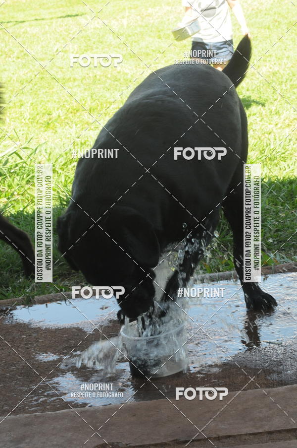 Buy your photos of the eventEnsaio Fotografico Pets - LuClickPets - Fotografia de Animais on Fotop