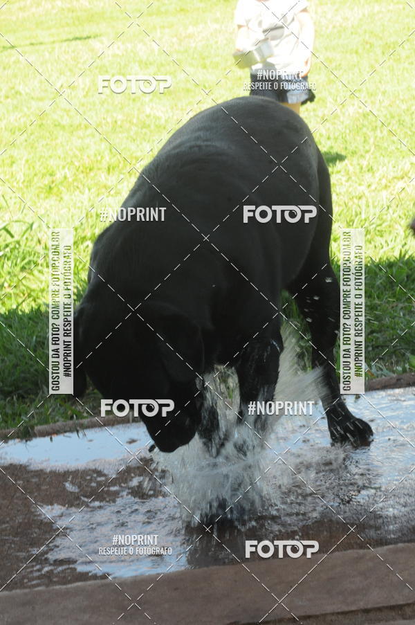 Buy your photos of the eventEnsaio Fotografico Pets - LuClickPets - Fotografia de Animais on Fotop