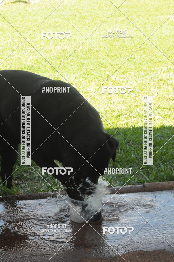 Buy your photos of the eventEnsaio Fotografico Pets - LuClickPets - Fotografia de Animais on Fotop