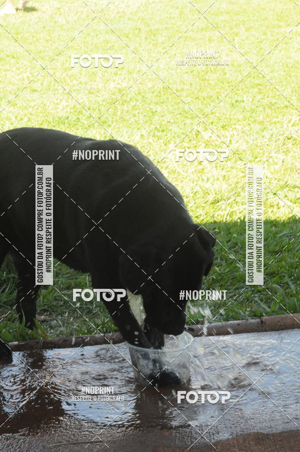 Buy your photos of the eventEnsaio Fotografico Pets - LuClickPets - Fotografia de Animais on Fotop