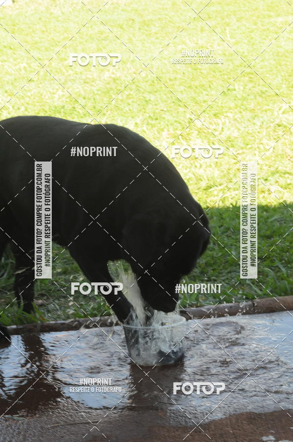 Buy your photos of the eventEnsaio Fotografico Pets - LuClickPets - Fotografia de Animais on Fotop