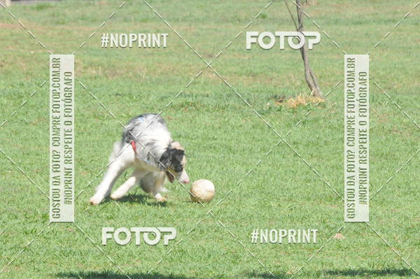 Buy your photos of the eventEnsaio Fotografico Pets - LuClickPets - Fotografia de Animais on Fotop