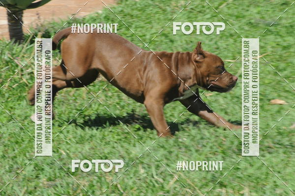 Buy your photos of the eventEnsaio Fotografico Pets - LuClickPets - Fotografia de Animais on Fotop