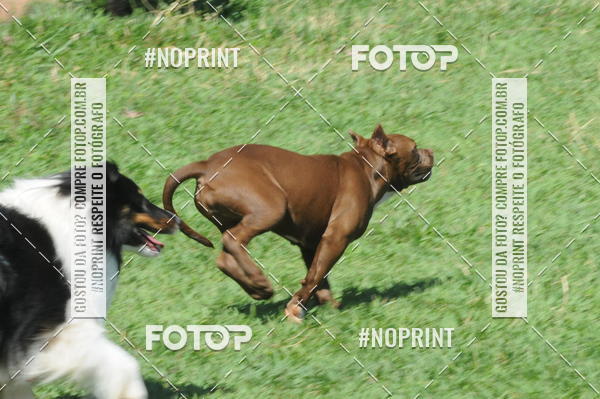 Buy your photos of the eventEnsaio Fotografico Pets - LuClickPets - Fotografia de Animais on Fotop