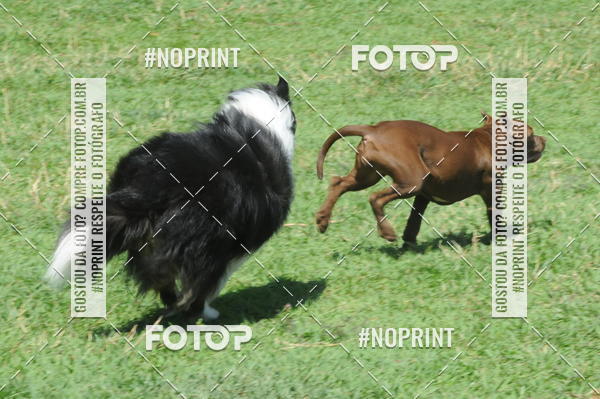 Buy your photos of the eventEnsaio Fotografico Pets - LuClickPets - Fotografia de Animais on Fotop
