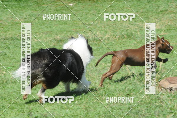 Buy your photos of the eventEnsaio Fotografico Pets - LuClickPets - Fotografia de Animais on Fotop