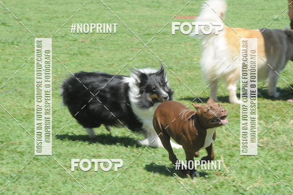 Buy your photos of the eventEnsaio Fotografico Pets - LuClickPets - Fotografia de Animais on Fotop