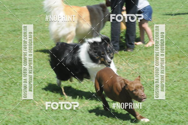 Buy your photos of the eventEnsaio Fotografico Pets - LuClickPets - Fotografia de Animais on Fotop