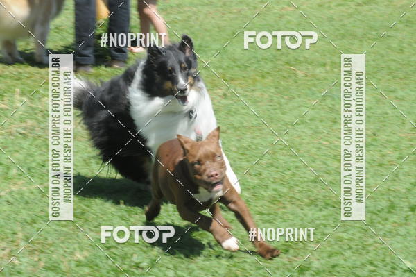 Buy your photos of the eventEnsaio Fotografico Pets - LuClickPets - Fotografia de Animais on Fotop