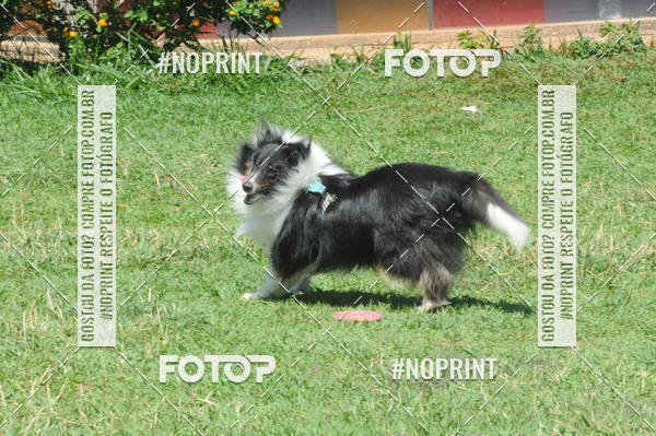 Buy your photos of the eventEnsaio Fotografico Pets - LuClickPets - Fotografia de Animais on Fotop