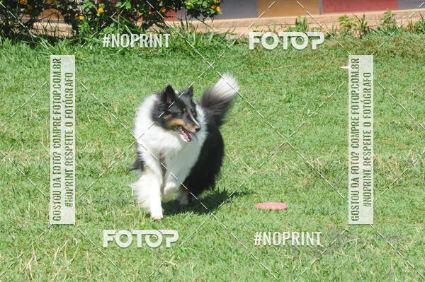 Buy your photos of the eventEnsaio Fotografico Pets - LuClickPets - Fotografia de Animais on Fotop