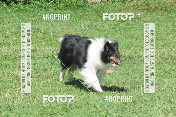 Buy your photos of the eventEnsaio Fotografico Pets - LuClickPets - Fotografia de Animais on Fotop
