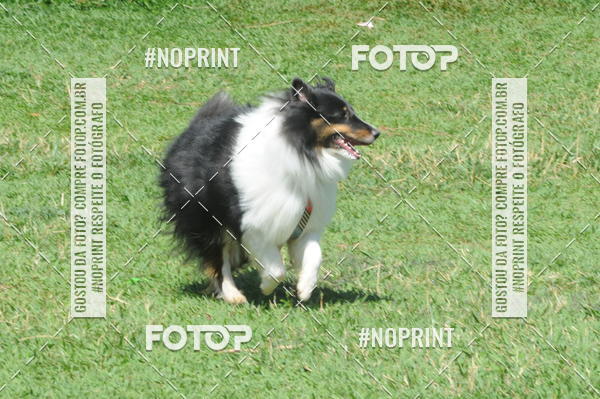Buy your photos of the eventEnsaio Fotografico Pets - LuClickPets - Fotografia de Animais on Fotop