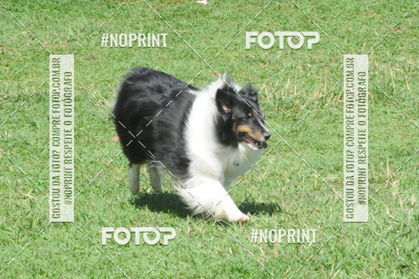 Buy your photos of the eventEnsaio Fotografico Pets - LuClickPets - Fotografia de Animais on Fotop