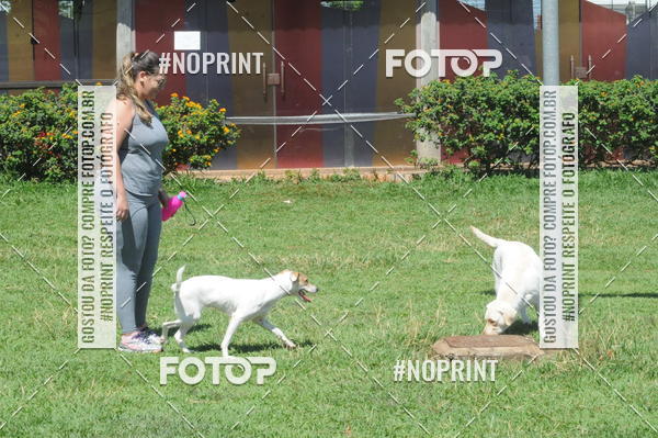 Buy your photos of the eventEnsaio Fotografico Pets - LuClickPets - Fotografia de Animais on Fotop