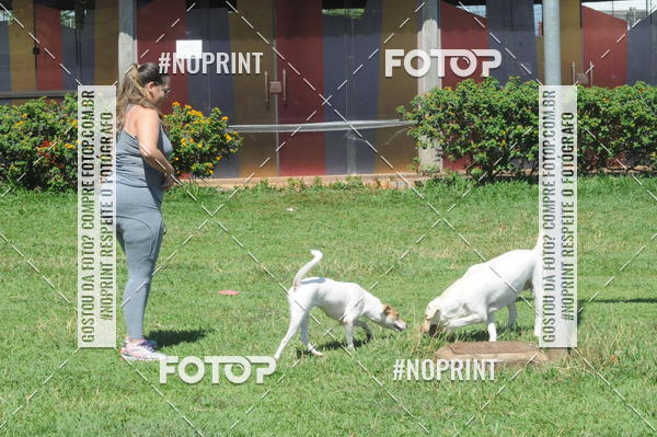 Buy your photos of the eventEnsaio Fotografico Pets - LuClickPets - Fotografia de Animais on Fotop