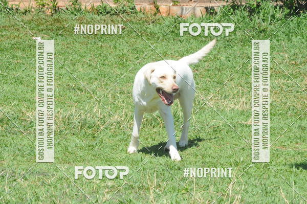 Buy your photos of the eventEnsaio Fotografico Pets - LuClickPets - Fotografia de Animais on Fotop
