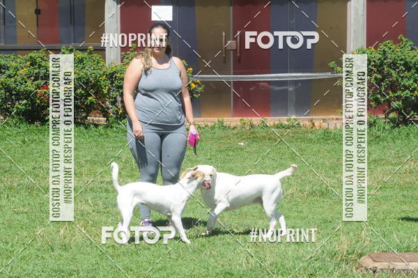 Buy your photos of the eventEnsaio Fotografico Pets - LuClickPets - Fotografia de Animais on Fotop