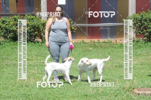 Buy your photos of the eventEnsaio Fotografico Pets - LuClickPets - Fotografia de Animais on Fotop