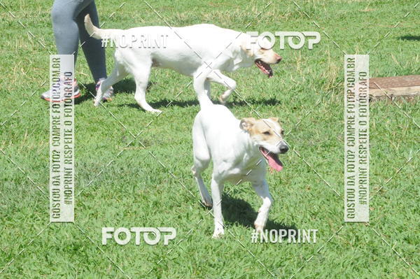 Buy your photos of the eventEnsaio Fotografico Pets - LuClickPets - Fotografia de Animais on Fotop
