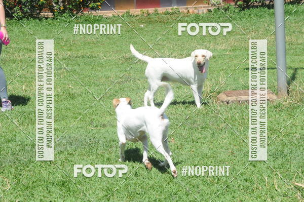 Buy your photos of the eventEnsaio Fotografico Pets - LuClickPets - Fotografia de Animais on Fotop