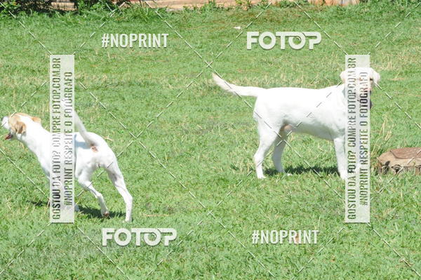 Buy your photos of the eventEnsaio Fotografico Pets - LuClickPets - Fotografia de Animais on Fotop
