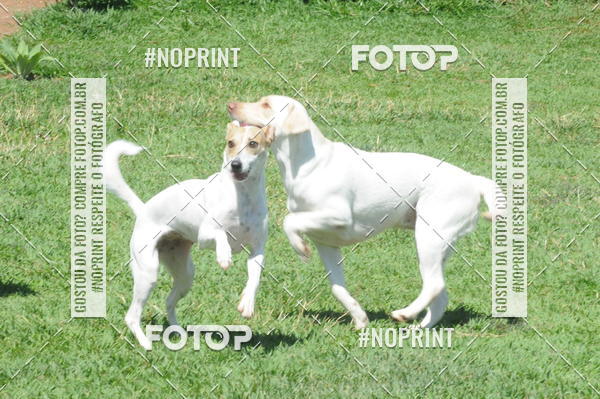 Buy your photos of the eventEnsaio Fotografico Pets - LuClickPets - Fotografia de Animais on Fotop