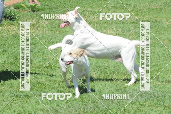 Buy your photos of the eventEnsaio Fotografico Pets - LuClickPets - Fotografia de Animais on Fotop