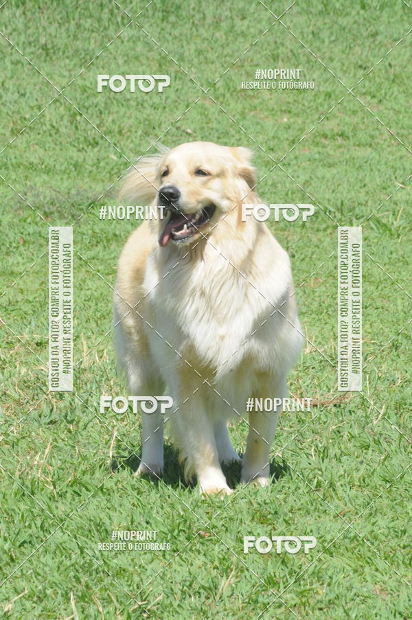 Buy your photos of the eventEnsaio Fotografico Pets - LuClickPets - Fotografia de Animais on Fotop