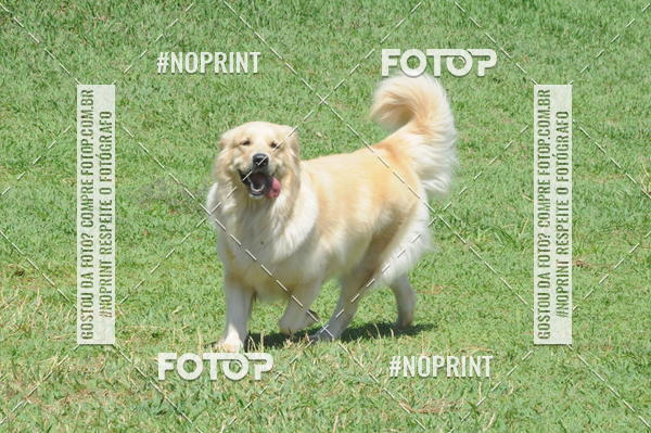 Buy your photos of the eventEnsaio Fotografico Pets - LuClickPets - Fotografia de Animais on Fotop