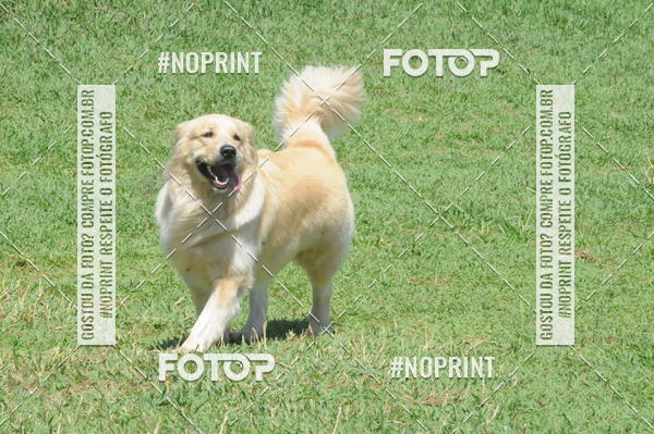 Buy your photos of the eventEnsaio Fotografico Pets - LuClickPets - Fotografia de Animais on Fotop