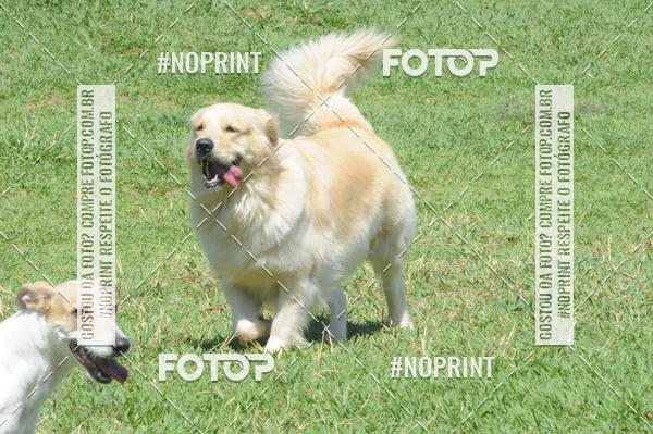 Buy your photos of the eventEnsaio Fotografico Pets - LuClickPets - Fotografia de Animais on Fotop