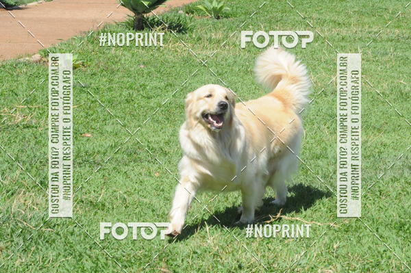 Buy your photos of the eventEnsaio Fotografico Pets - LuClickPets - Fotografia de Animais on Fotop